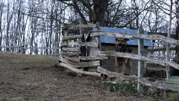 Człowiek coraz bliżej wściekły pies stróżujący posiadłości - Materiał filmowy, wideo