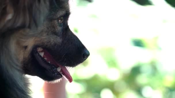 Kutya pihen-ban természetes körülvevő - Felvétel, videó