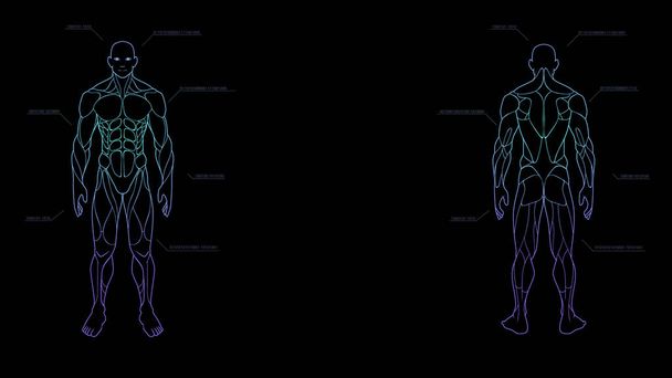 insan vücudu anatomisi neon hologram tahmin siyah arka plan, sci fi arabirimi tasarım öğesi, vektör çizim şekli kontur - Vektör, Görsel