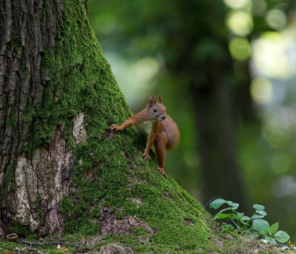 Wiewiórka, sprytny stojący pieścić na czterech nogach, obok drzewa w parku, w otoczeniu zielonych liści - Zdjęcie, obraz