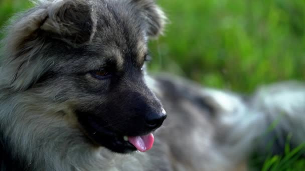 Köpek doğal ortamlarda rahatlayın - Video, Çekim