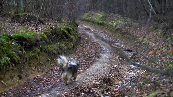 Dog run on autumn way - Filmmaterial, Video