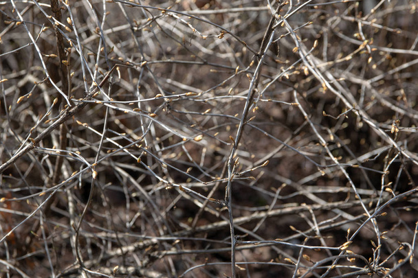 ramas delgadas con brotes
 - Foto, Imagen