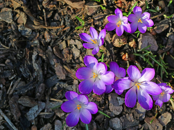gruppo di crochi viola in fiore nella pacciamatura della corteccia, vista dall'alto
 - Foto, immagini