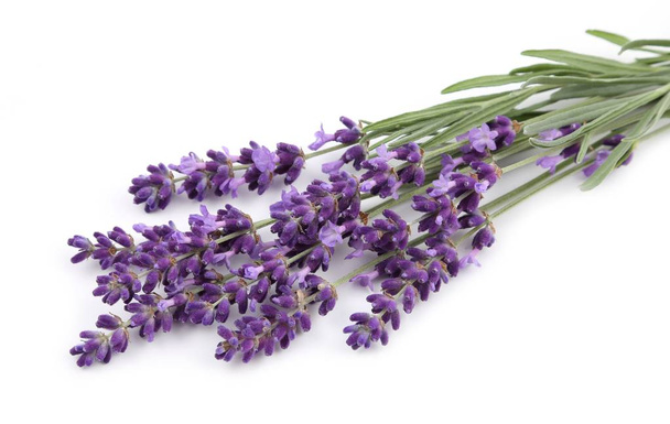 Bouquet of lavender. - Zdjęcie, obraz