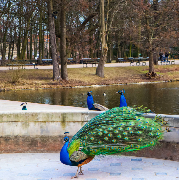 Szép és színes páva királyi fürdők parkban. Varsó, Pola - Fotó, kép