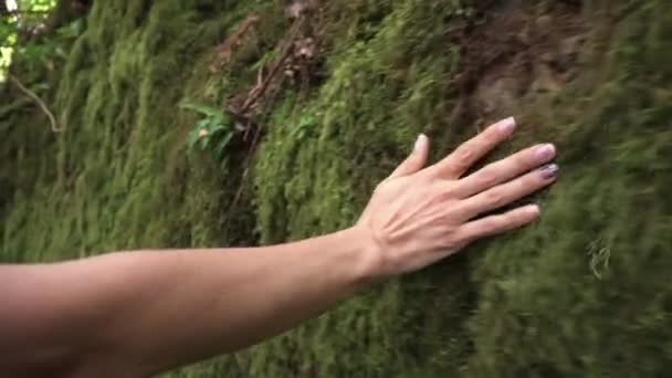 Frauenhand berührt sanft das Moos an der Wand im tropischen Regenwald. - Filmmaterial, Video