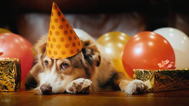 Portrait of a cute dog - birthday boy with gifts - Foto, imagen