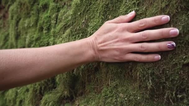 Αργή κίνηση της γυναίκας χέρι αγγίζει απαλά τα βρύα στον τοίχο στο τροπικό δάσος. - Πλάνα, βίντεο