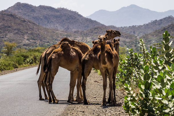 Camels sur la route de Gheralta au Tigré, Éthiopie du Nord
. - Photo, image