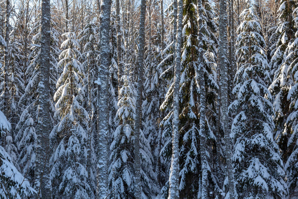 Winter sunny forest landscape - Фото, изображение