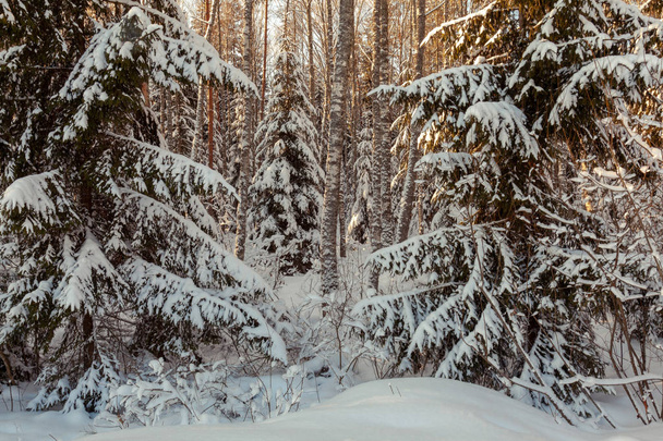 Winter sunny forest landscape - Фото, изображение