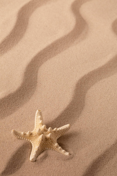 stella marina o stella marina sdraiata sulla sabbia della spiaggia
 - Foto, immagini