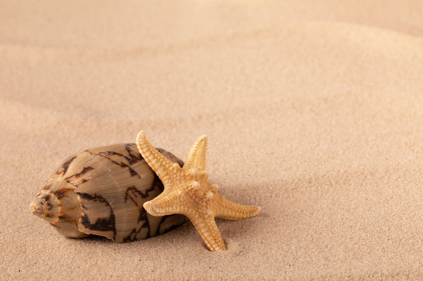 Puhatestű és tengeri csillag a homok. Sandy textúra háttér másol hely. Nyaralás és szabadság fogalma. - Fotó, kép