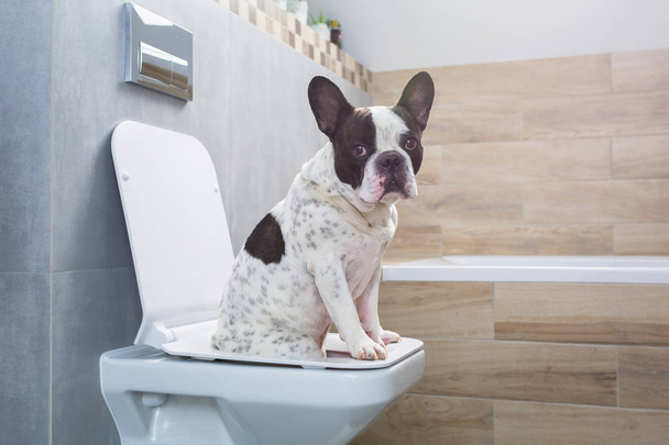 French bulldog sitting on a toilet seat in bathroom - Photo, Image