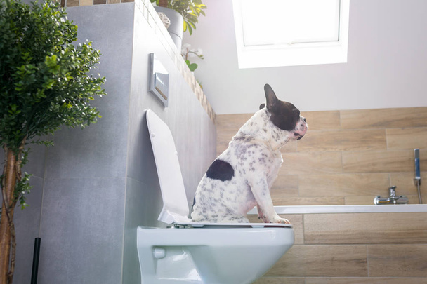 French bulldog sitting on a toilet seat in bathroom - Fotoğraf, Görsel