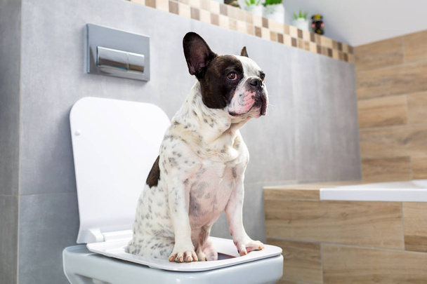 Franse bulldog zitten op een wc-bril in badkamer - Foto, afbeelding