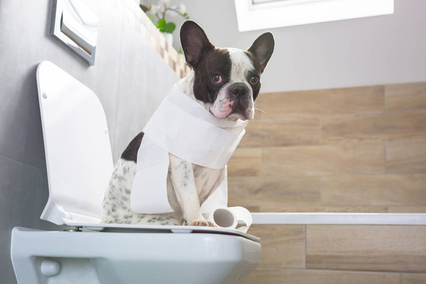 French bulldog sitting on a toilet seat in bathroom - Foto, afbeelding