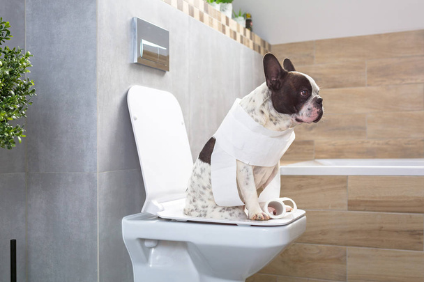 Γαλλικό μπουλντόγκ που κάθεται σε ένα κάθισμα τουαλέτας στο μπάνιο - Φωτογραφία, εικόνα