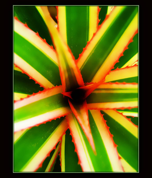 Hojas de Ananas macro en lienzo fondo
 - Foto, imagen