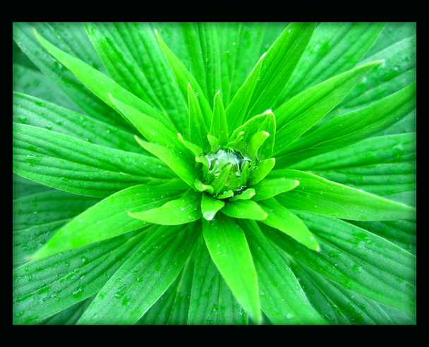 grüne Blume mit Wassertropfen auf schwarzem Leinwand-Hintergrund - Foto, Bild