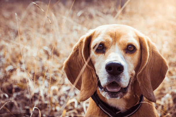 純粋なビーグル犬の肖像画。ビーグルは、笑みを浮かべて顔を閉じます。幸せな犬. - 写真・画像