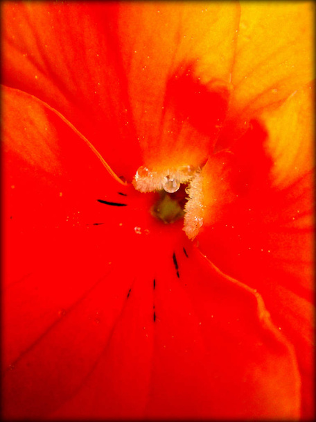 Red flower macro background - Photo, Image