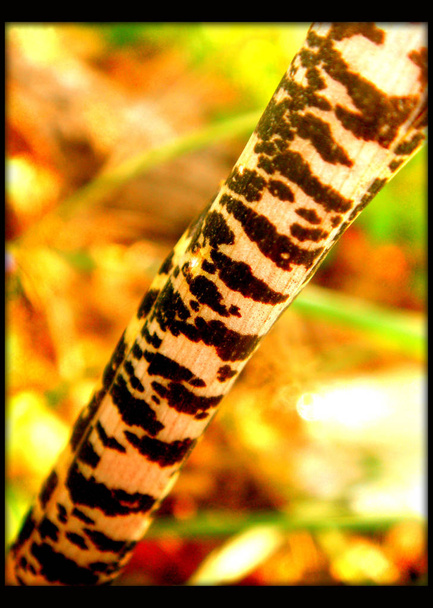 Δέντρο brunch μακροεντολή στο φόντο μαύρο καμβά - Φωτογραφία, εικόνα