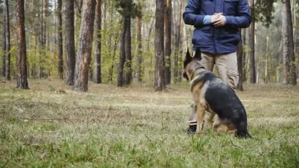 De opleiding van de hond. Herdershond rashond getraind - Video