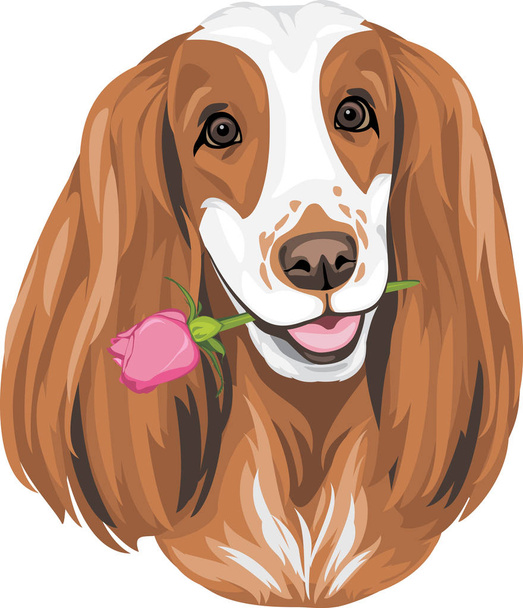 Portrait of English Cocker Spaniel giving a rose - Vector, afbeelding
