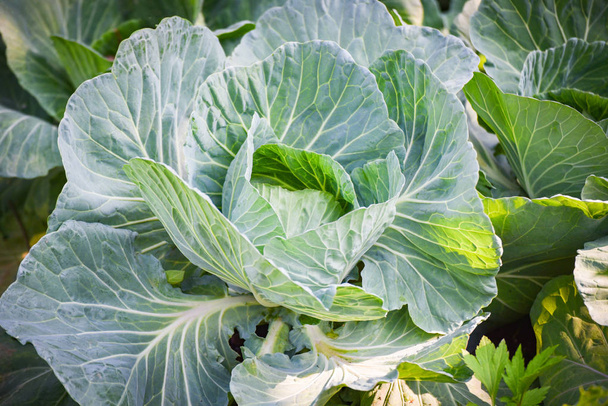 cabbage field garden vegetable asia agriculture - Photo, Image