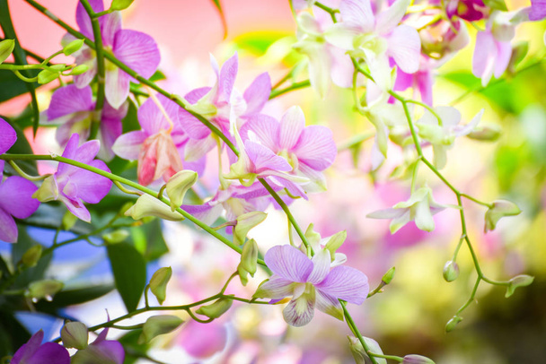 Высаживайте красивые орхидеи розового и фиолетового цветов в саду.
 - Фото, изображение