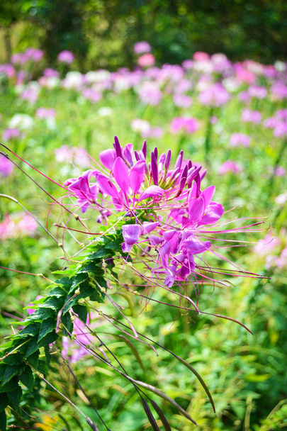 Voorjaar zomer bloeiende spider bloem veld kleurrijke / Cleome h - Foto, afbeelding