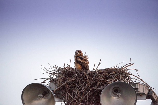 Bebé gran lechuza con cuernos Bubo virginianus se posa en su nido
 - Foto, Imagen