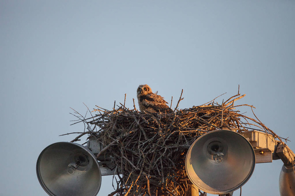 Baby grote gehoornde owlet Bubo virginianus "perches" in haar nest - Foto, afbeelding