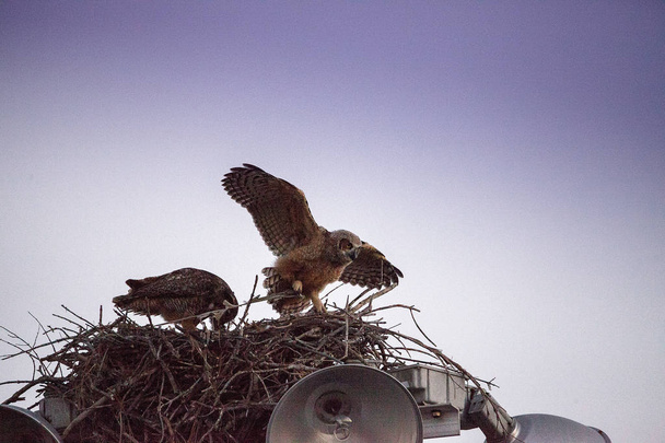 Bebek büyük boynuzlu hol tarafından uçan owlet Bubo virginianus uygulamaları - Fotoğraf, Görsel