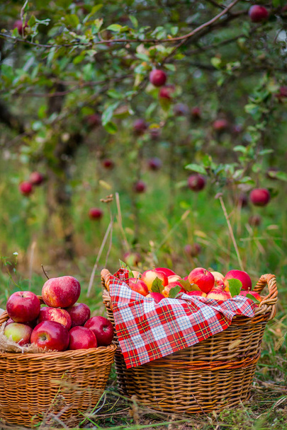 Korjaa luonnonmukaisia punaisia omenoita, tulvii kori omenoita
. - Valokuva, kuva