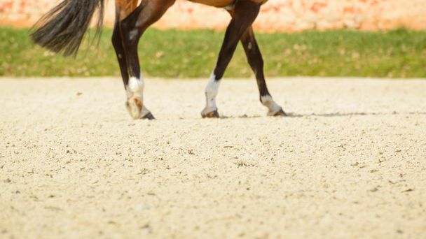 Hiekkamaastossa ratsastavan hevosen kaviot. Lämmitys
 - Valokuva, kuva