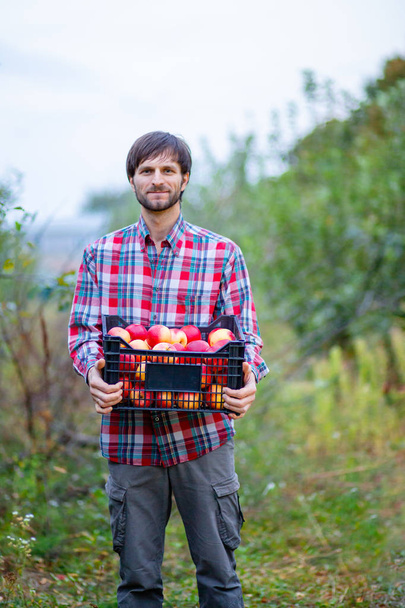 Picking apples. A man with a full basket of red apples in the garden. - Foto, imagen