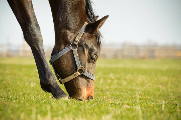 Un cavallo al pascolo su un prato pieno d'erba
. - Foto, immagini