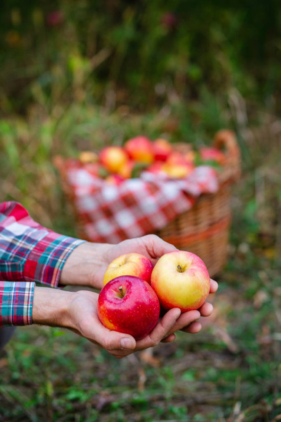 Tria ripe apples in the hands of the gardener. - Foto, afbeelding