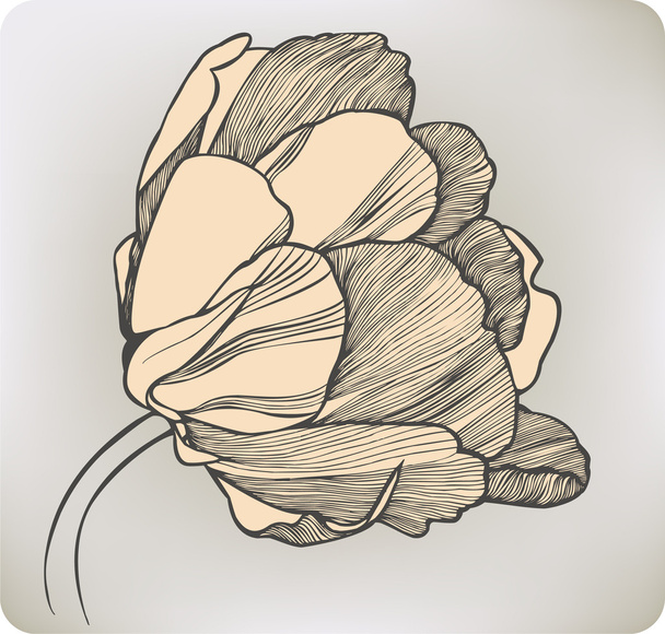 Tulip flower, hand-drawing. Vector illustration. - Vector, Imagen