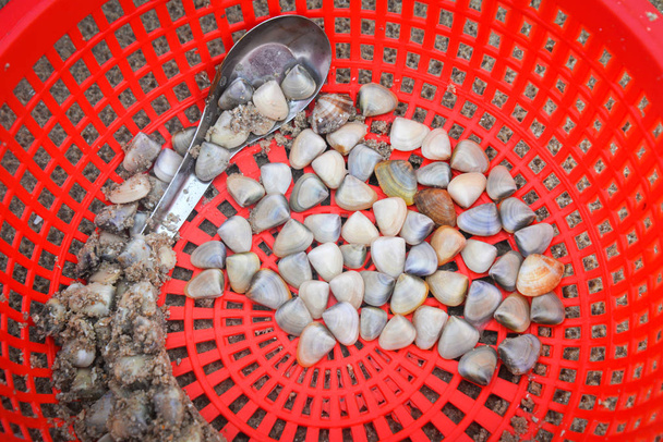 concha de esmalte fresco concha de esmalte do mar de praia de areia em cesta vermelha
 - Foto, Imagem