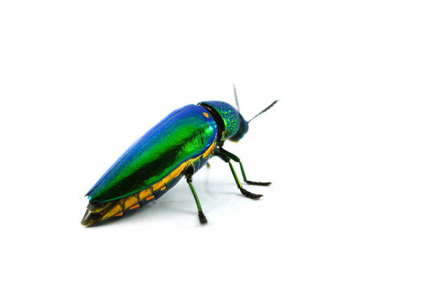 Jewel Beetle aislado sobre fondo blanco
  - Foto, imagen