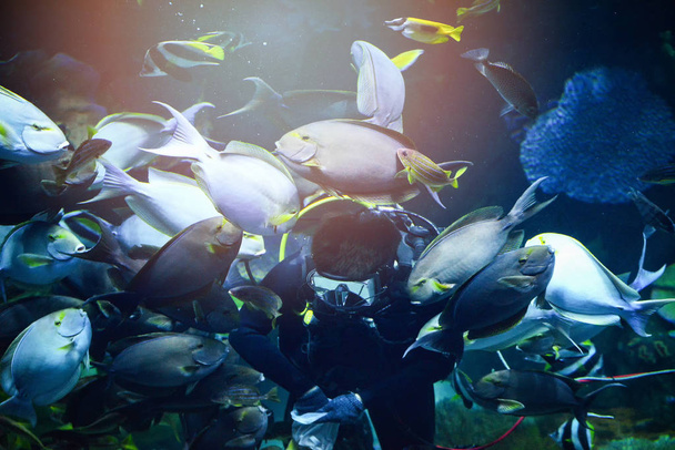 男ダイビングディップ餌魚の群れ - 写真・画像
