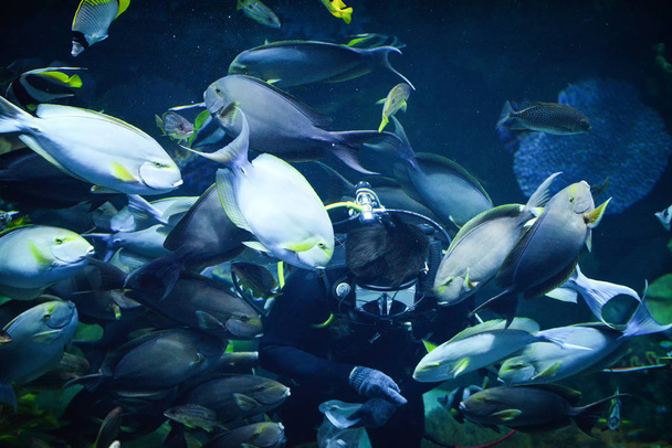 男ダイビングディップ餌魚の群れ - 写真・画像