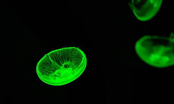 Moon jellyfish green swimming sea marine life underwater ocean o - Zdjęcie, obraz