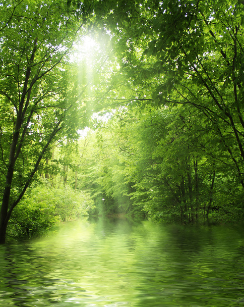 sunbeam in green forest with water - Фото, изображение