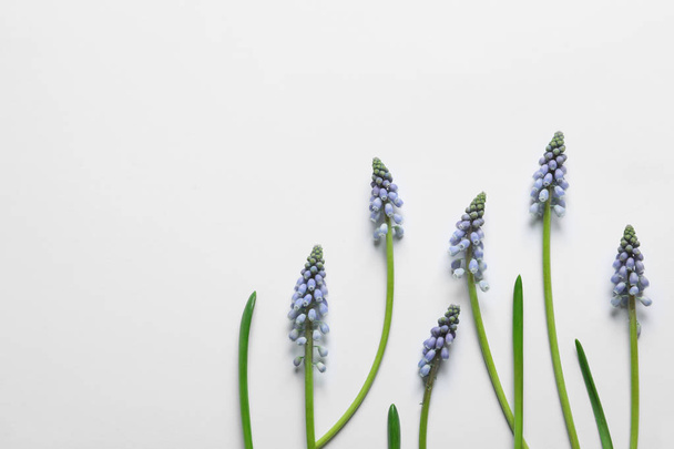Flat lay composition with beautiful spring muscari flowers on light background, space for text - Photo, Image