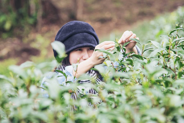 Woman harvest / pick fresh green tea leaves at high land tea field in Chiang Mai Thailand - local people with agriculture in high land nature concept - Valokuva, kuva